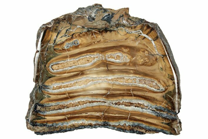 Polished Mammoth Molar Slice - South Carolina #333757